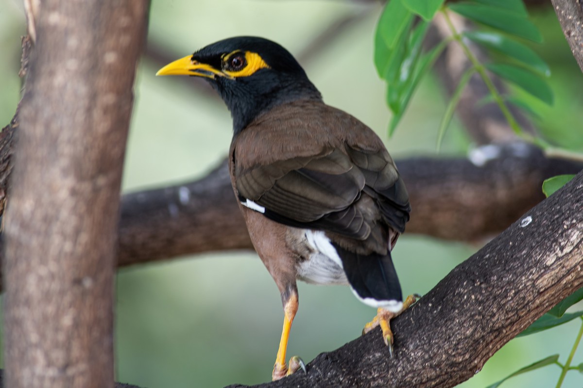 Miná Común - ML304418811