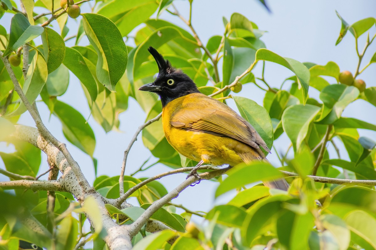 Bulbul Crestinegro - ML304419161