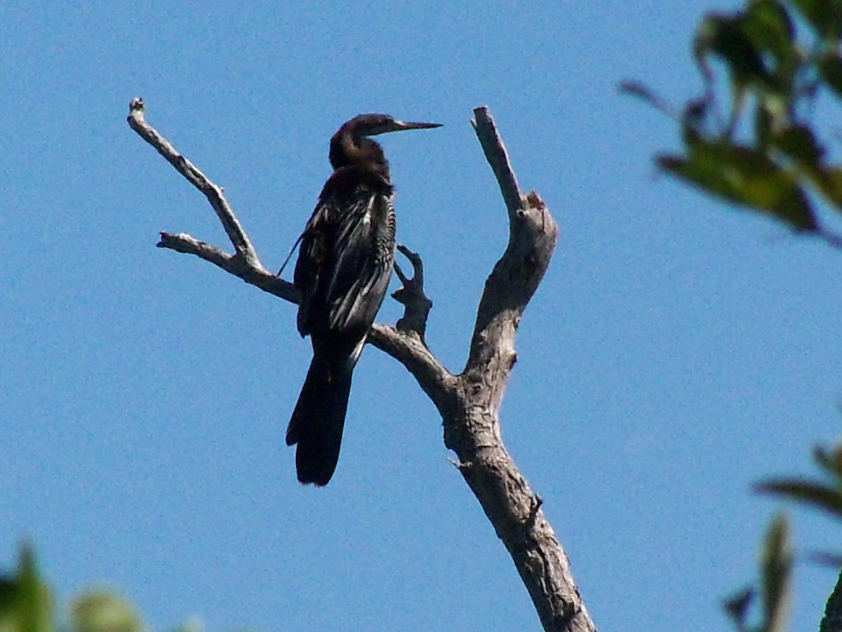 Anhinga Americana - ML30441921