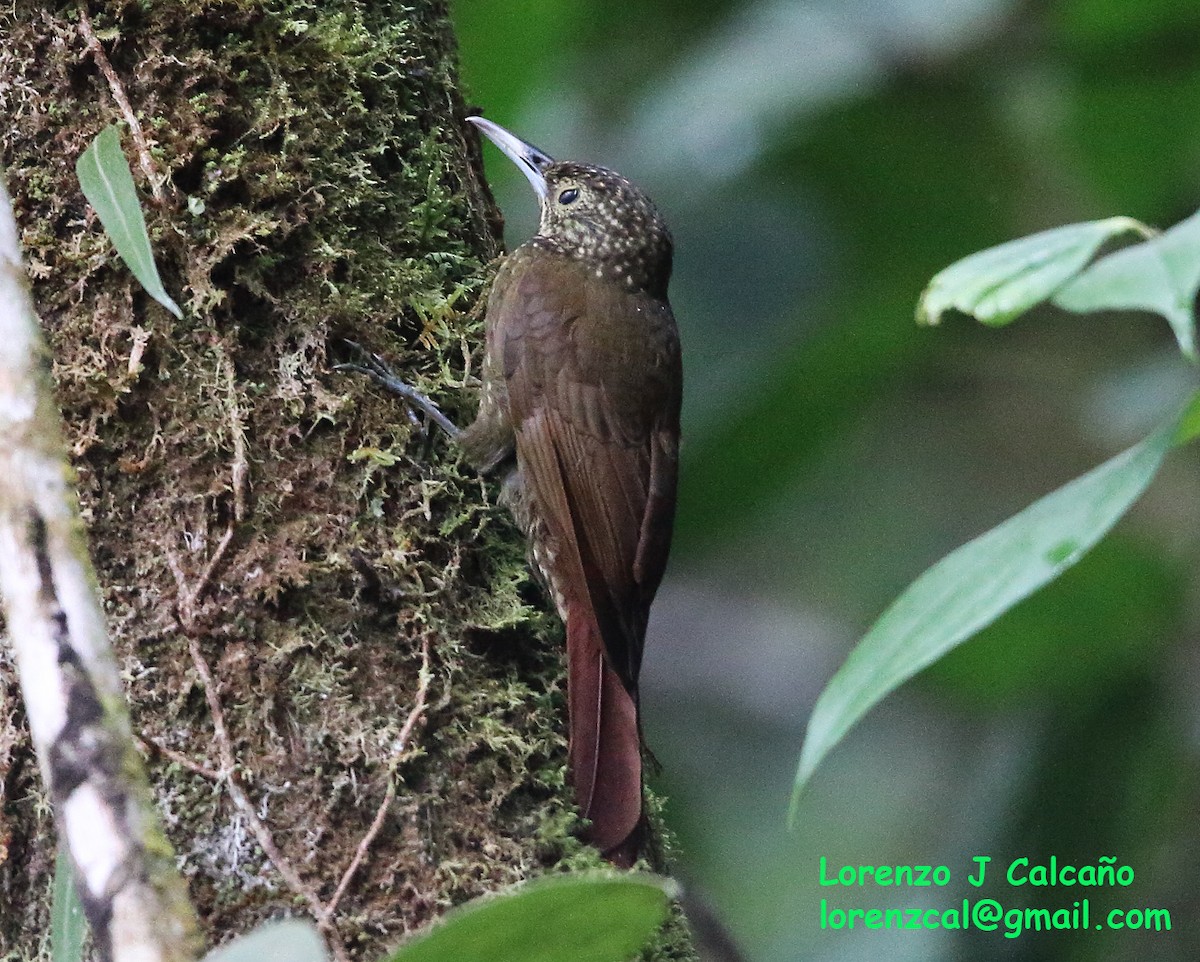 Olive-backed Woodcreeper - ML304419321