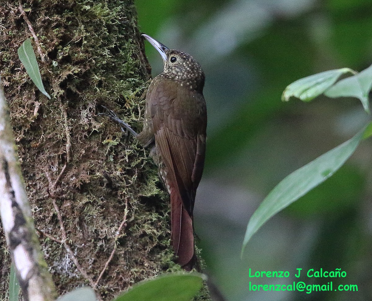 Olive-backed Woodcreeper - Lorenzo Calcaño