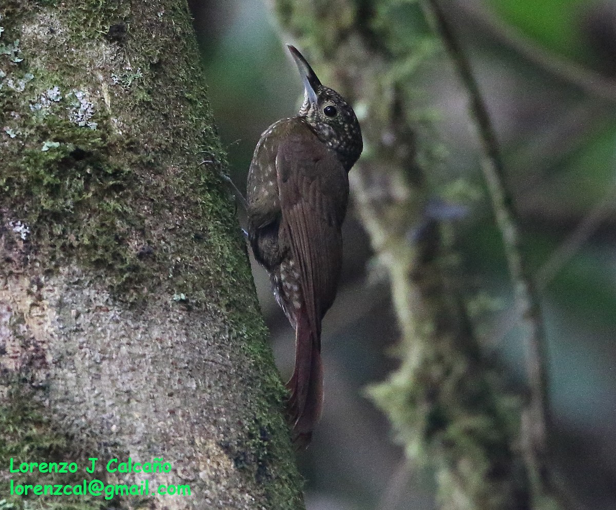 Olive-backed Woodcreeper - Lorenzo Calcaño