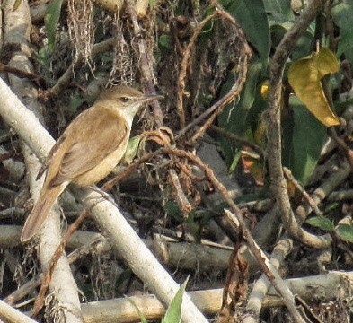 Clamorous Reed Warbler - ML304419971