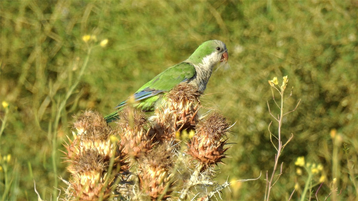 Monk Parakeet - Pablo Alejandro Pla