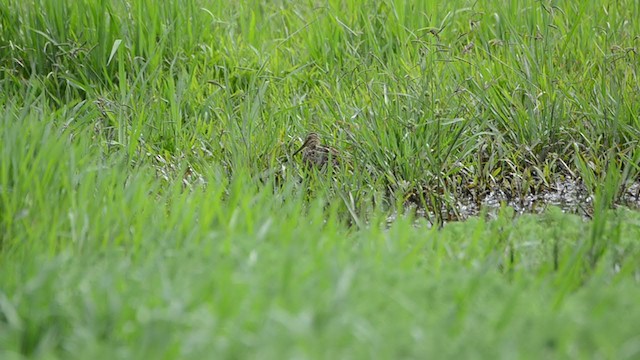 Latham's Snipe - ML304421081