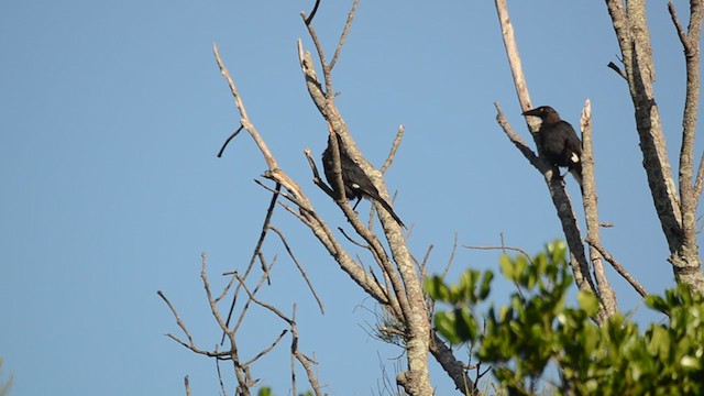 Pied Currawong - ML304422581