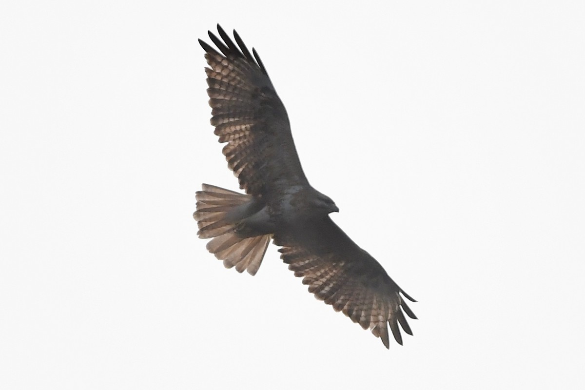 Eastern Buzzard - ML304424381