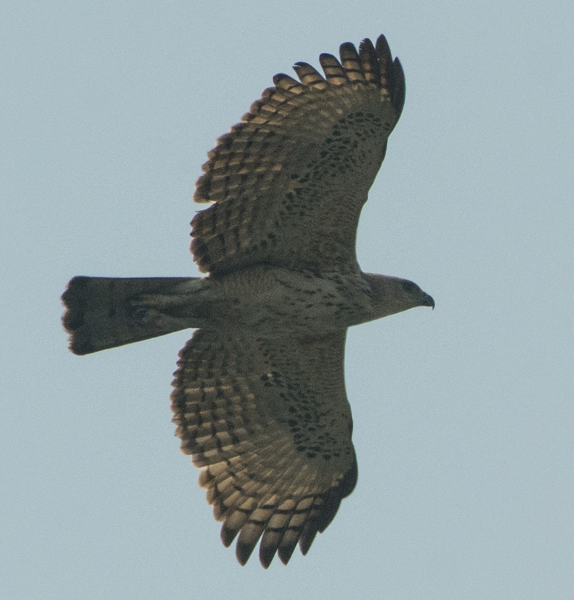 Changeable Hawk-Eagle - ML304425341