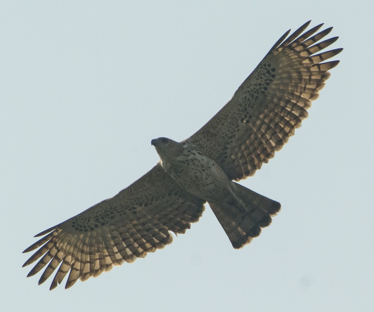 Changeable Hawk-Eagle - ML304425351