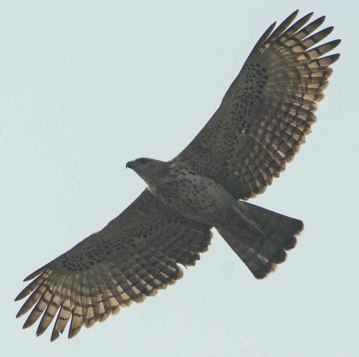 Changeable Hawk-Eagle - ML304425931