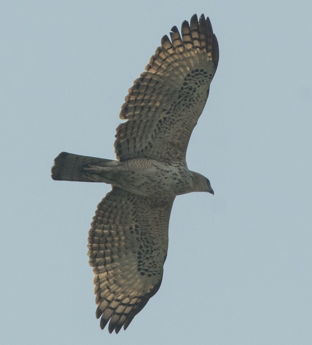 Changeable Hawk-Eagle - ML304425961