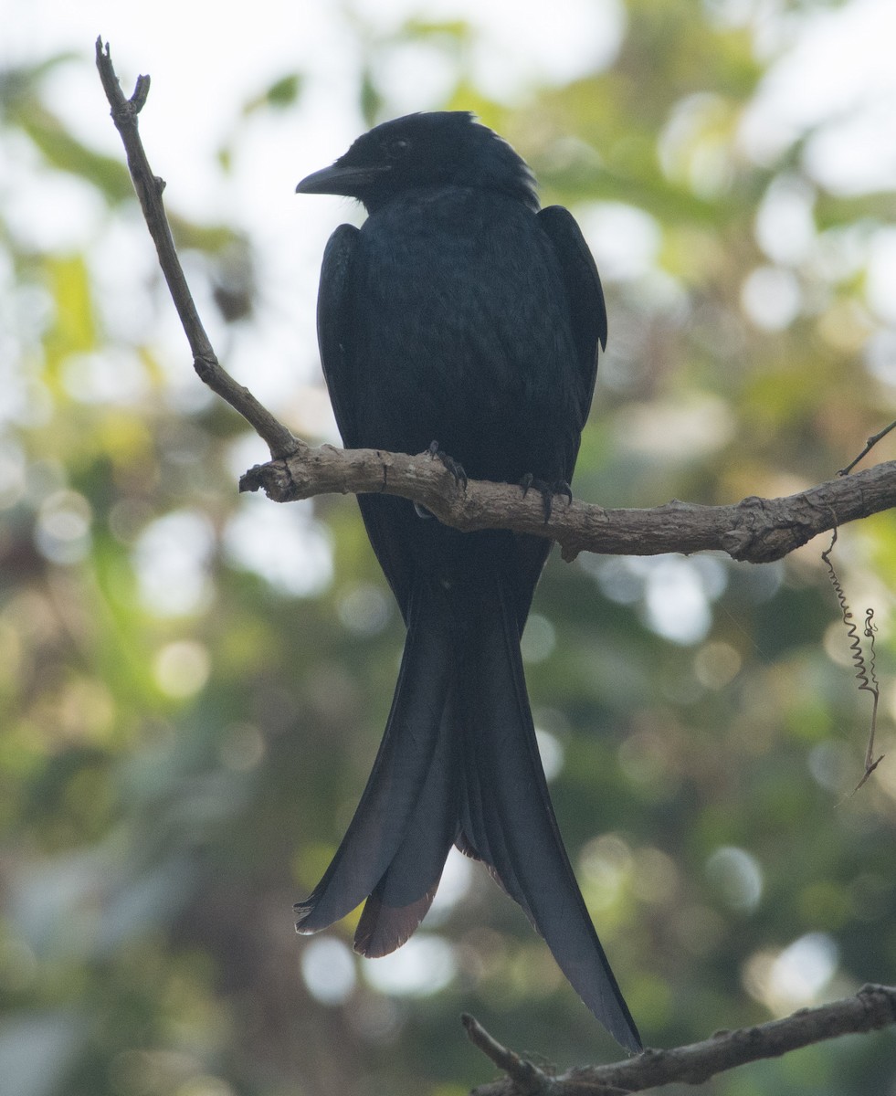 Black Drongo - ML304426401