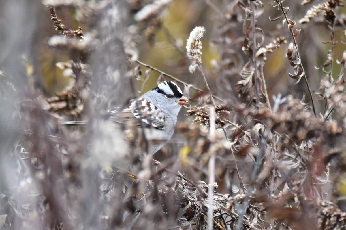 White-crowned Sparrow - ML304428861