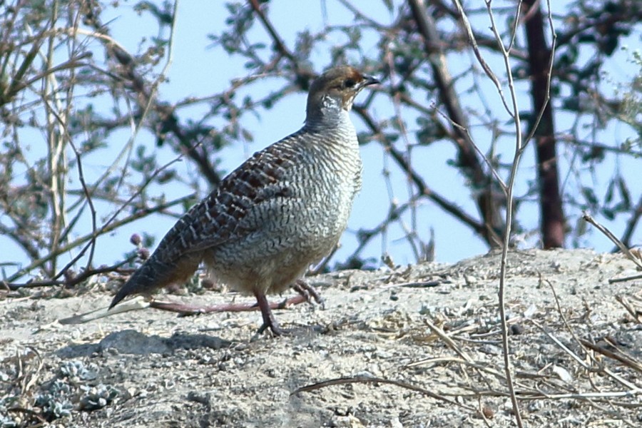 Gray Francolin - ML304429361