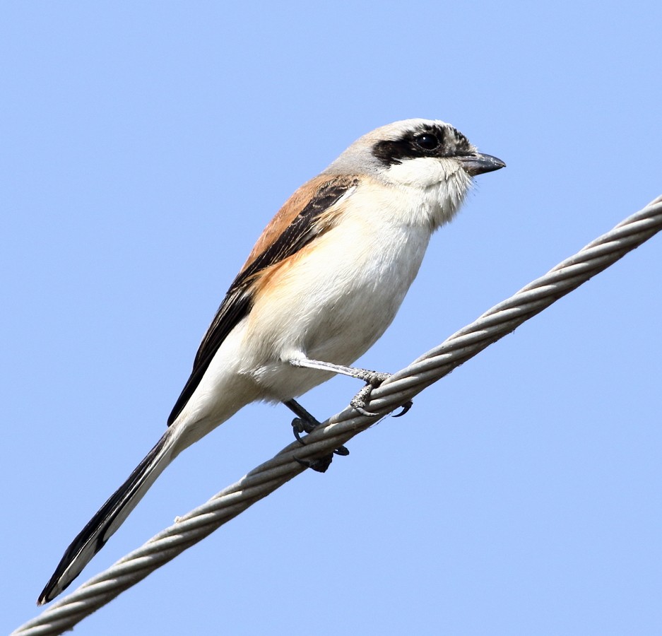 Bay-backed Shrike - ML304430501