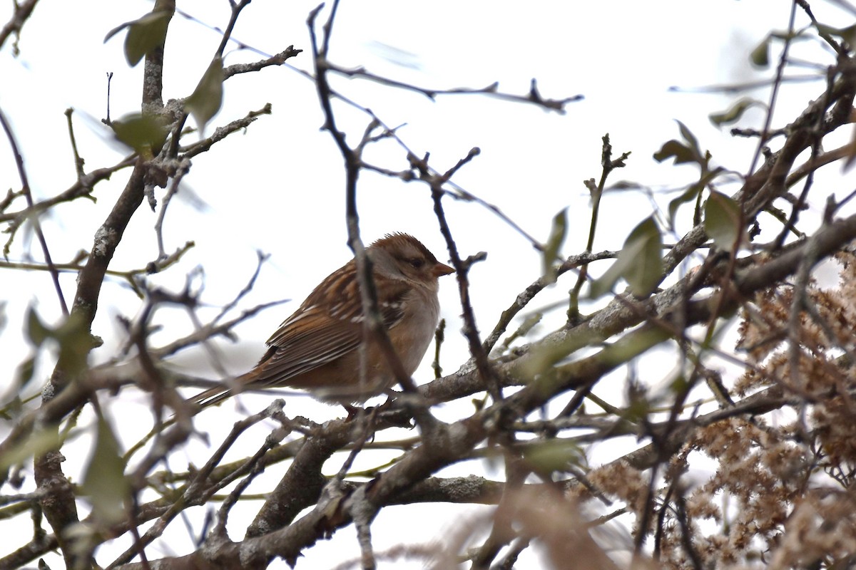 White-crowned Sparrow - ML304430551