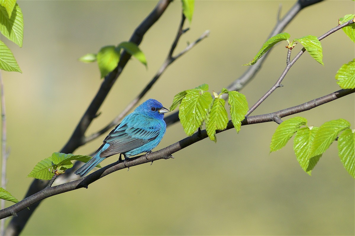 Indigo Bunting - Daniel Field