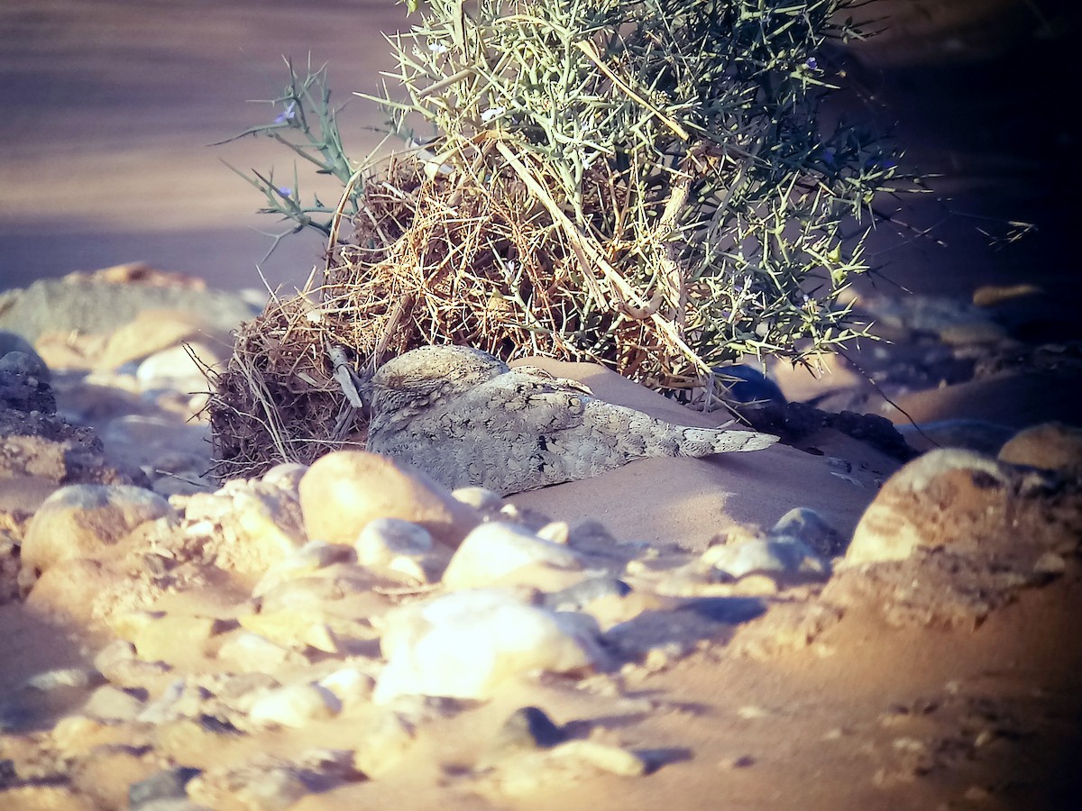 Egyptian Nightjar - ML304433641