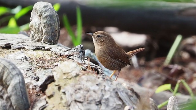 Winter Wren - ML304433991