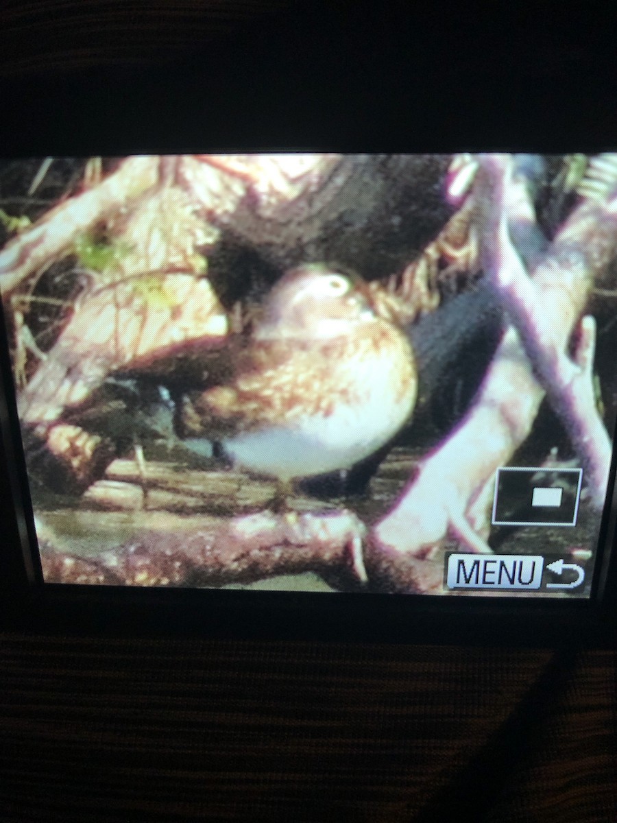 Wood Duck - Huck Hutchens