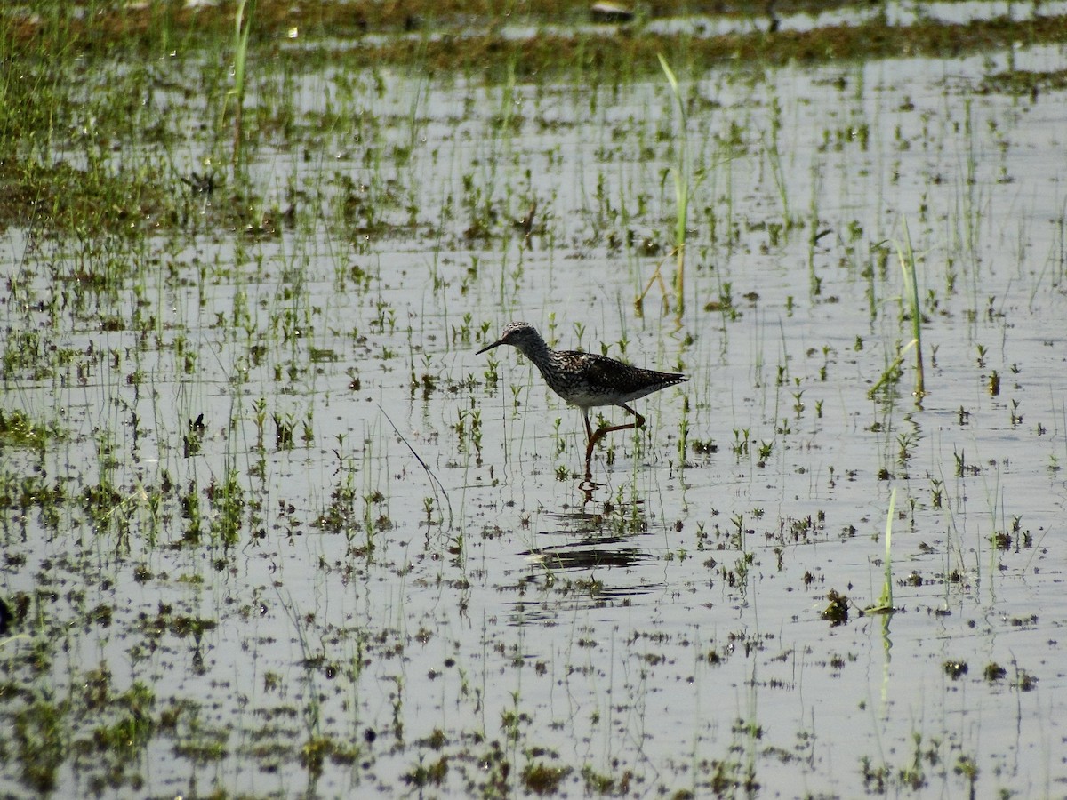 Lesser Yellowlegs - ML304435861