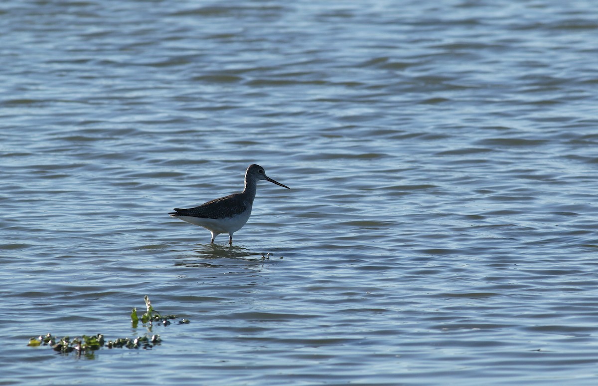 Greater Yellowlegs - ML304436641