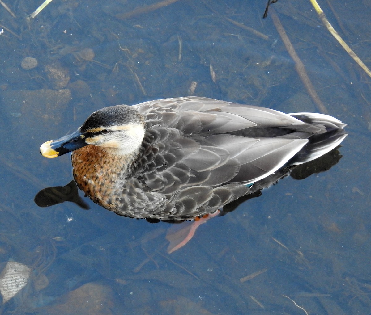 Mallard x Eastern Spot-billed Duck (hybrid) - ML304436821