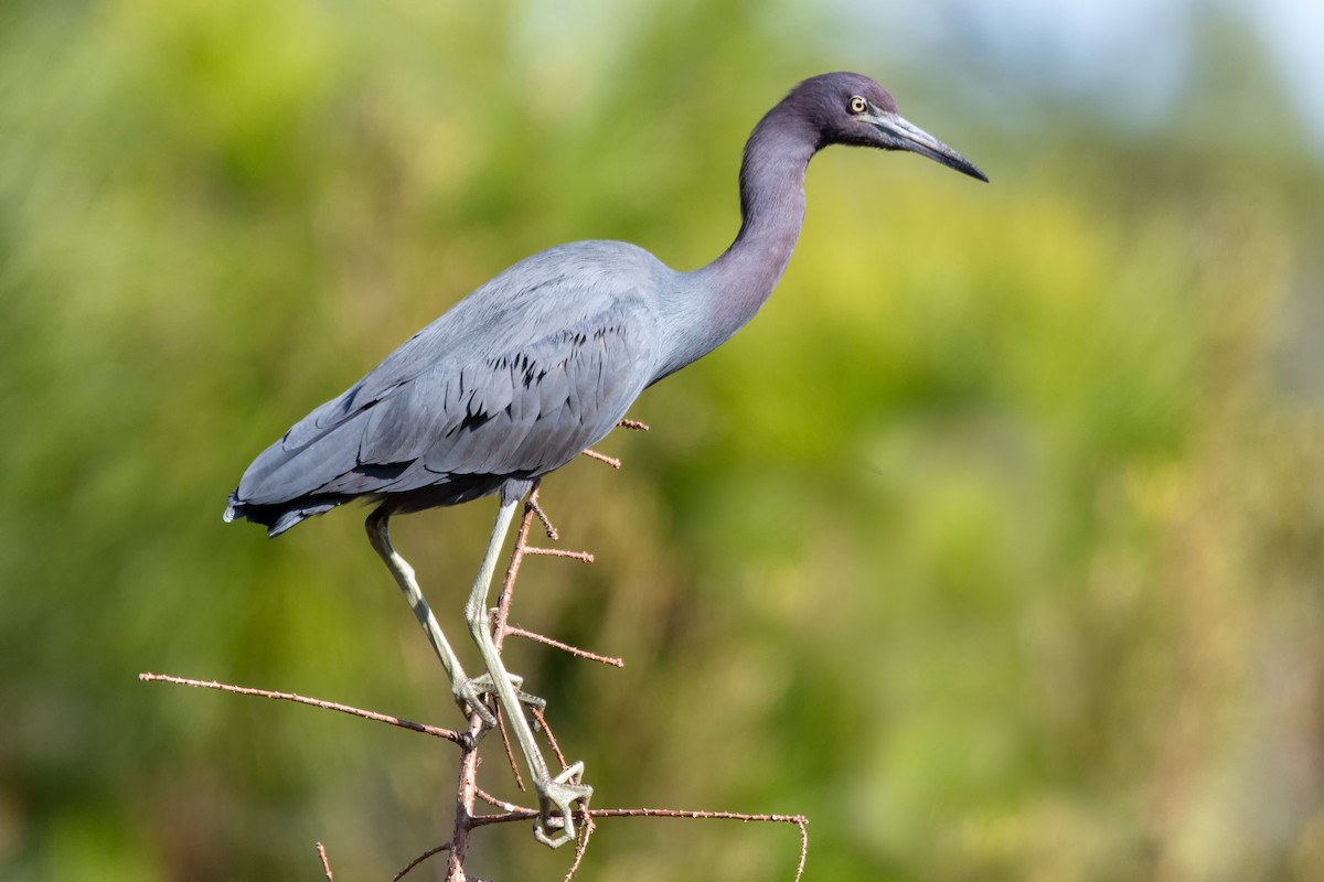 Little Blue Heron - ML304436921