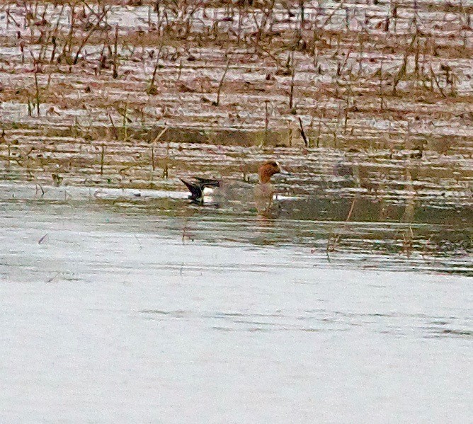 Eurasian Wigeon - ML30443701