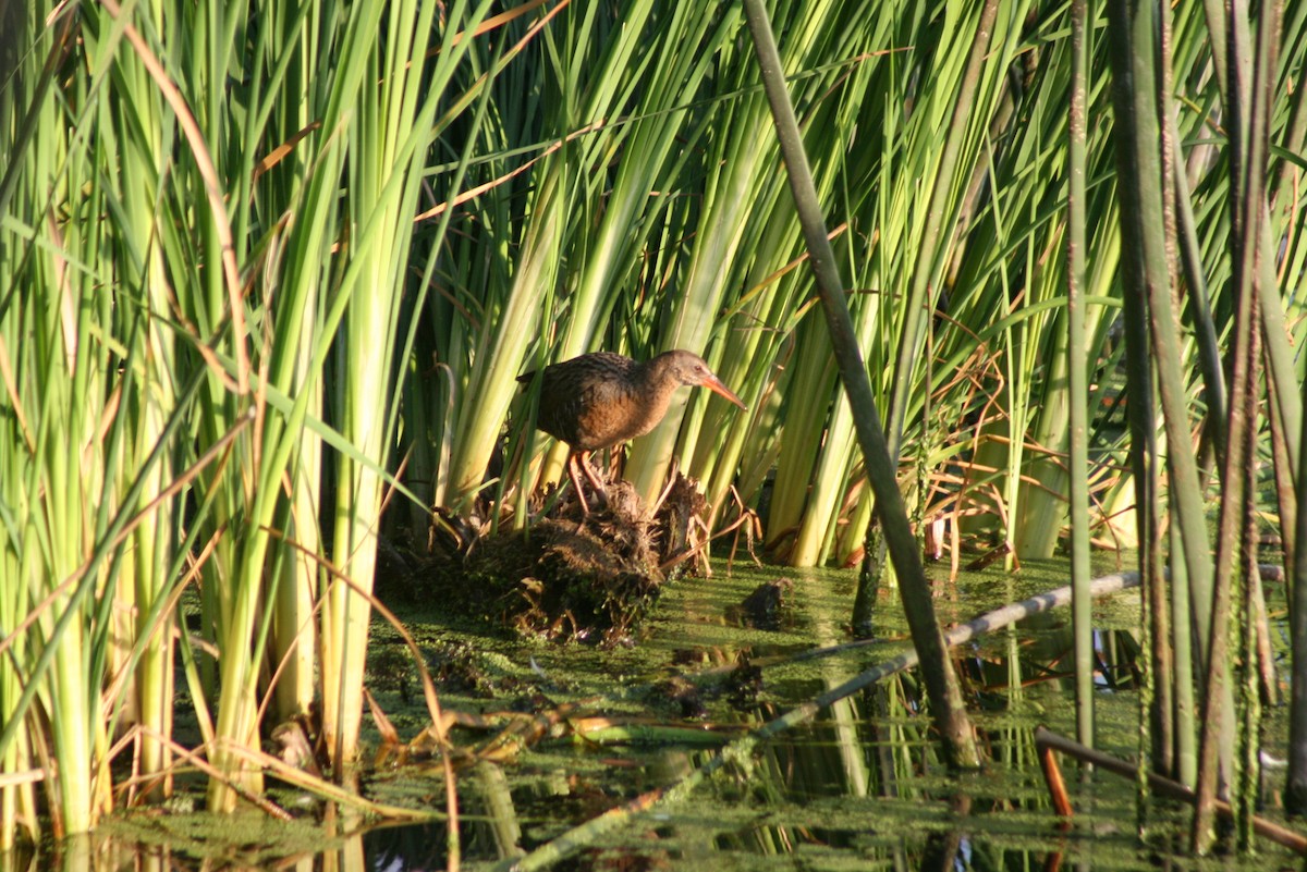 Ridgway's Rail - ML30443771