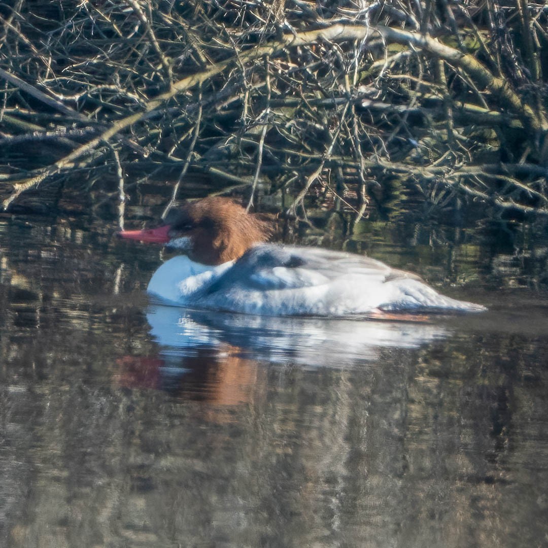 Common Merganser - ML304438331