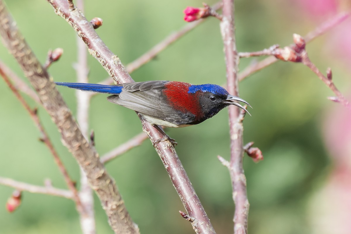 Black-throated Sunbird - Natthaphat Chotjuckdikul