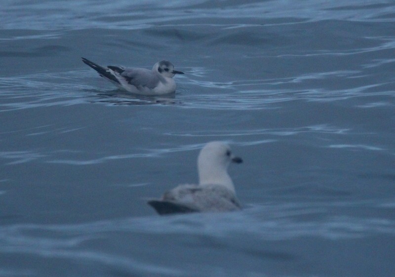 Little Gull - Kris Webb