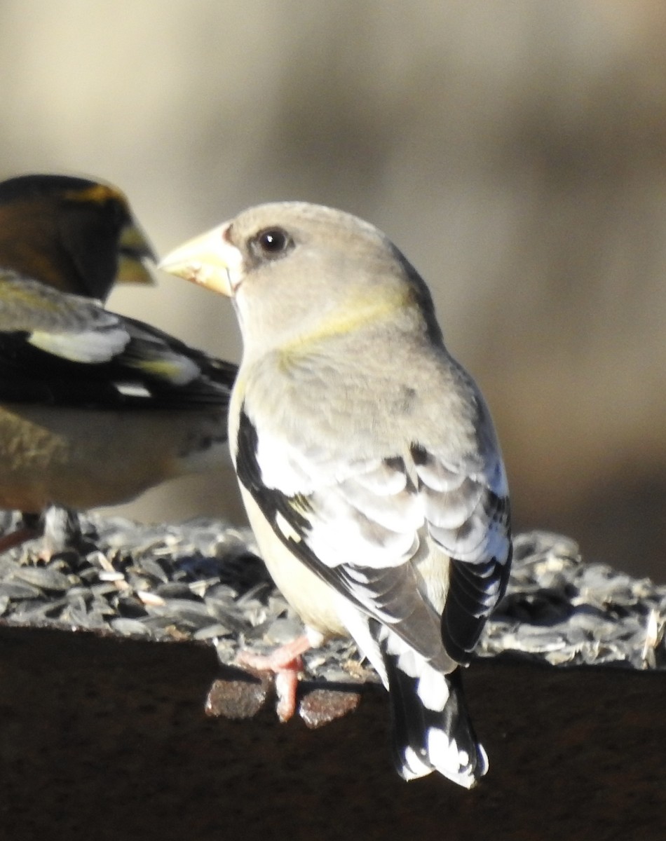 Evening Grosbeak - ML304441111