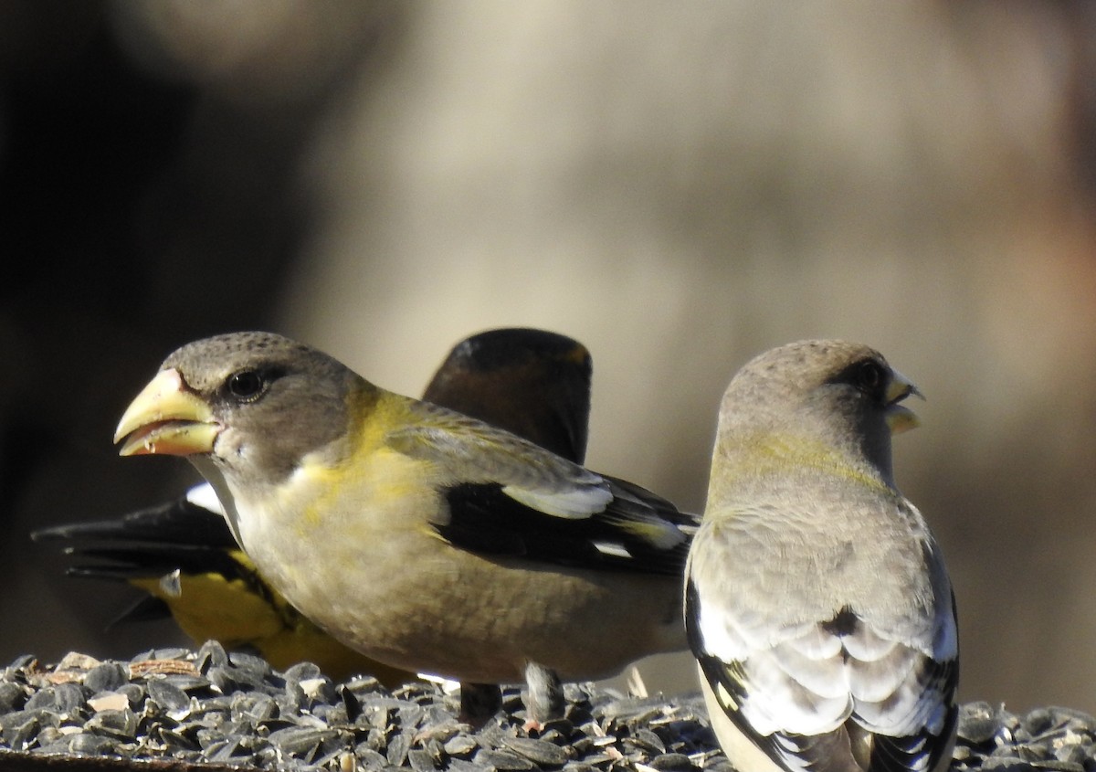 Evening Grosbeak - ML304441121