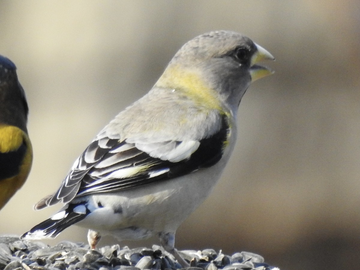 Evening Grosbeak - Nan Dewire