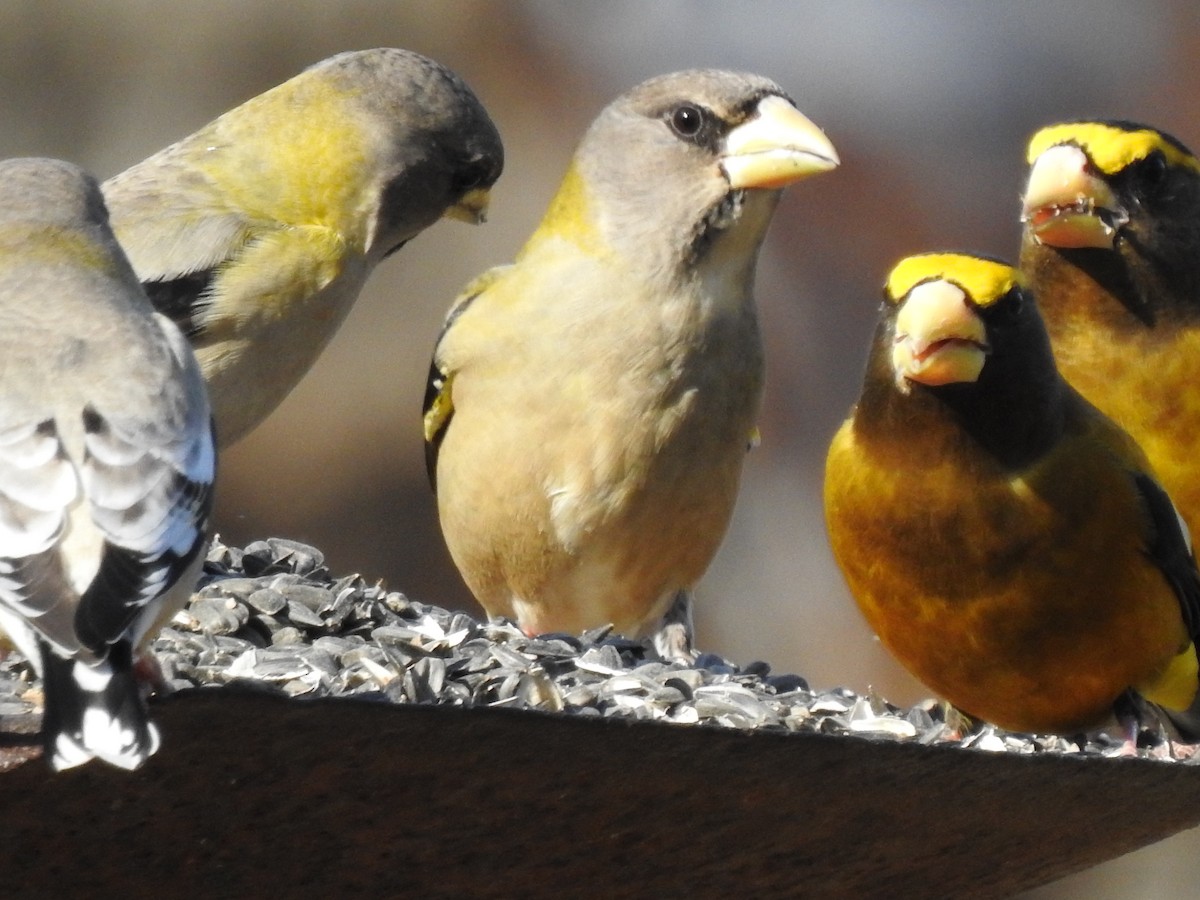 Evening Grosbeak - ML304441231