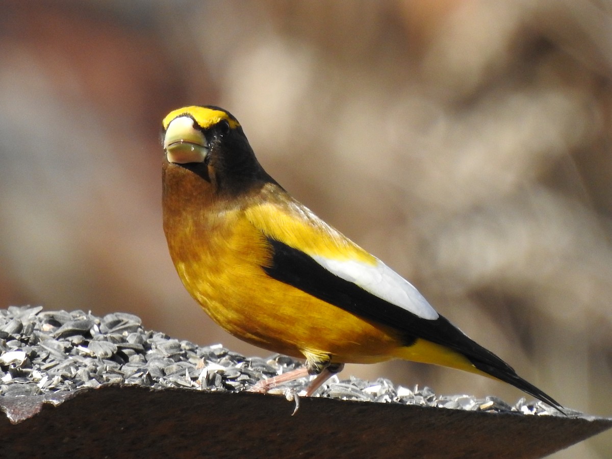 Evening Grosbeak - ML304441241