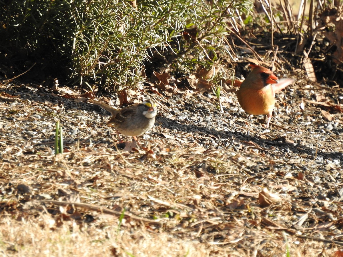 White-throated Sparrow - Nan Dewire