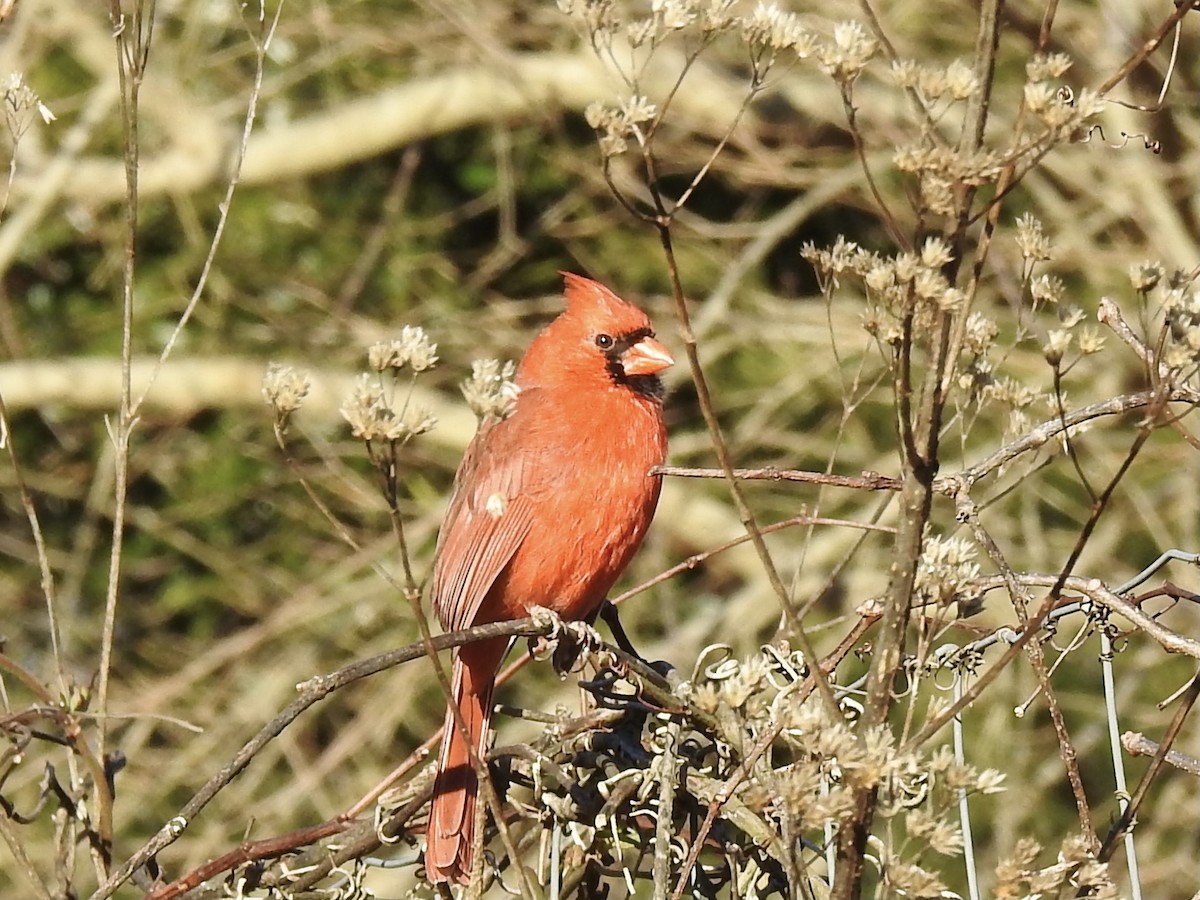 Northern Cardinal - ML304441791