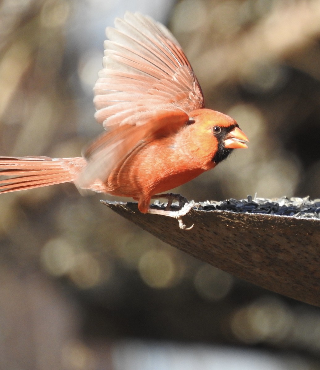 Northern Cardinal - Nan Dewire