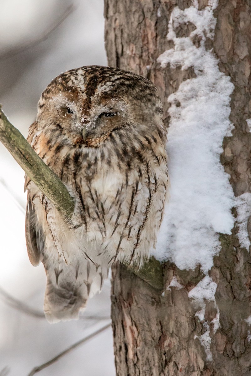 Tawny Owl - ML304442501