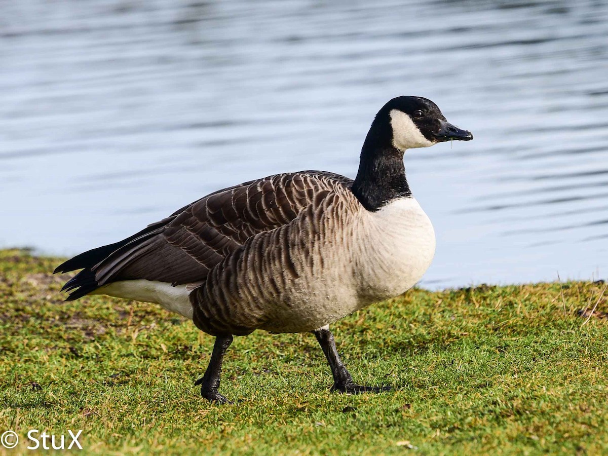 Cackling Goose (Richardson's) - ML304442611