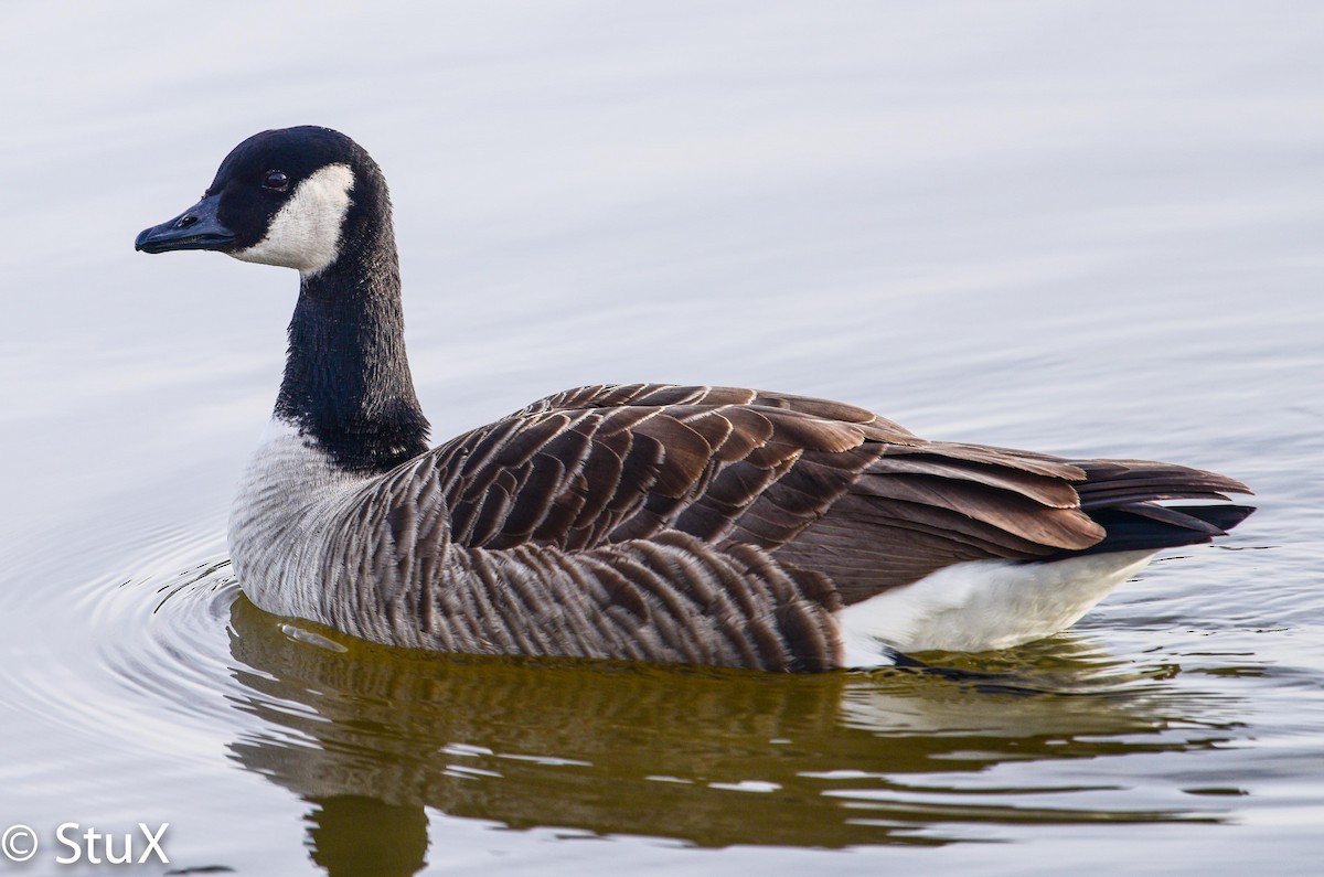 Cackling Goose (Richardson's) - ML304442621