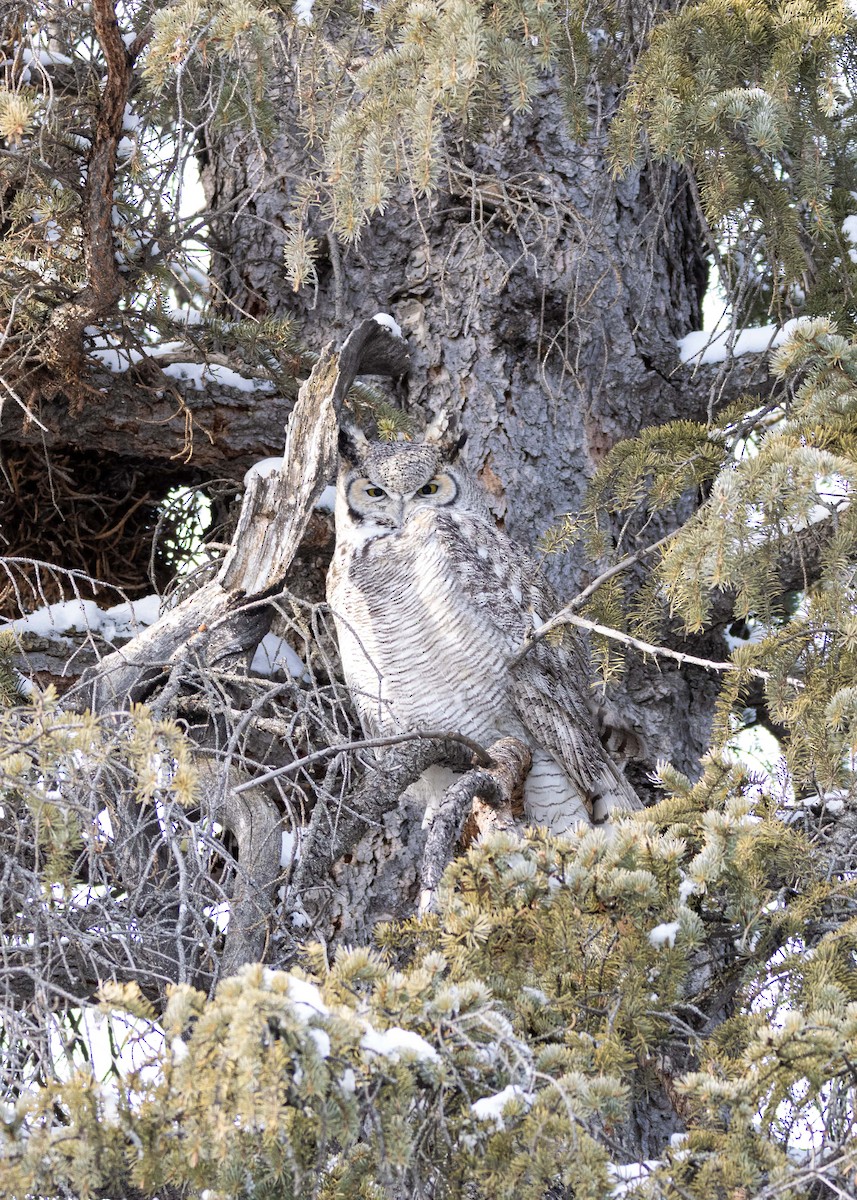 Great Horned Owl - ML304442931