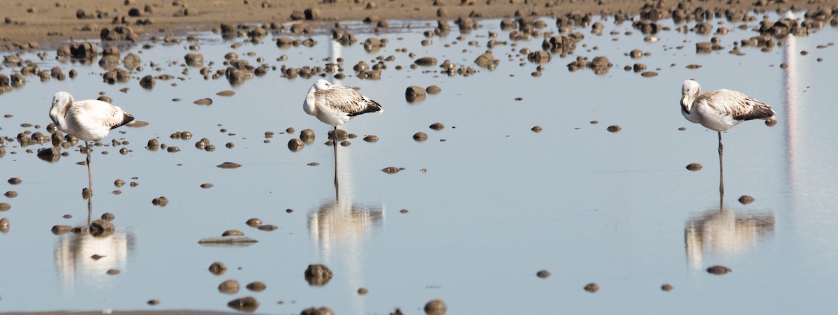 Andean Flamingo - ML30444471