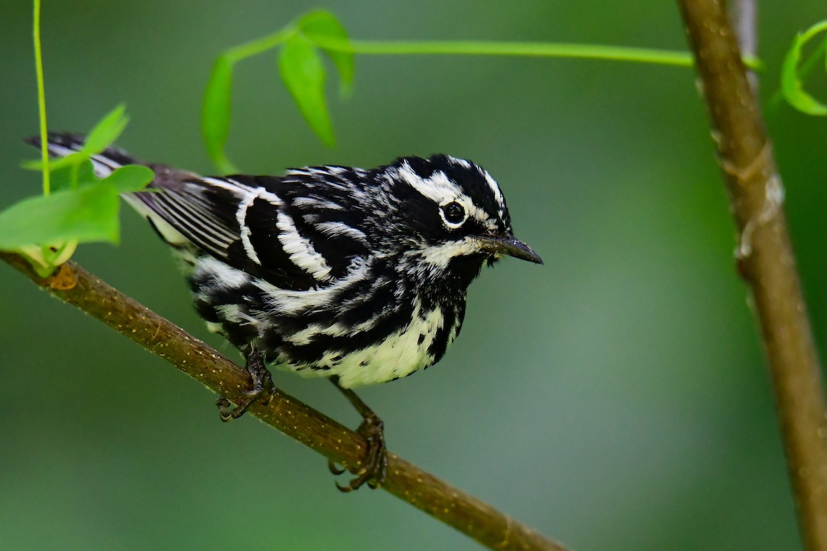 Black-and-white Warbler - John Kuenzli