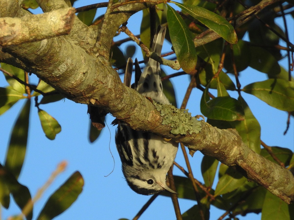 Black-and-white Warbler - Jeffrey Gammon