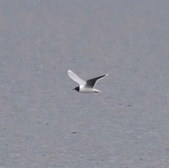 Little Gull - ML30444921