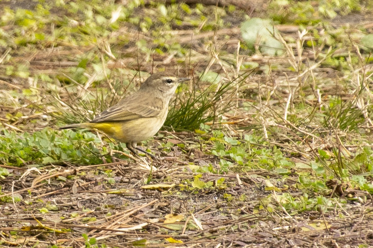 Paruline à couronne rousse - ML304449411